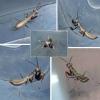 Iridopteryginae inconnu